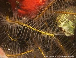 davidaster_discoideus-fa1866b