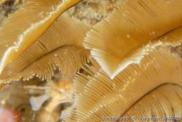 gymnangium_montagui-vl1
