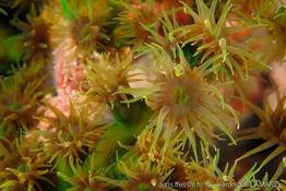 tubastraea_micranthus-vl3