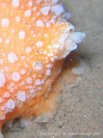 armina_maculata-aps512