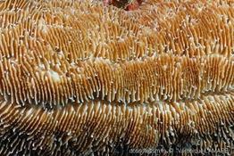 herpolitha_limax-vl2