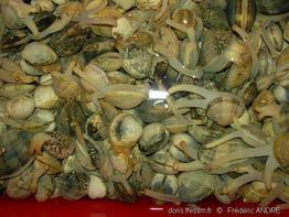 ruditapes_spp-5