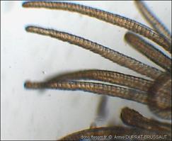 sabellaria-alveolata-09