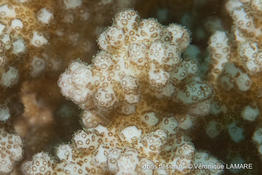 pocillopora_verrucosa-vl5