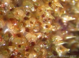 cellepora_pumicosa-10fa