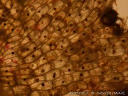 chartella_papyracea_vl-1