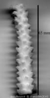 acropora_cervicornis-2