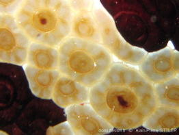 pleurobranchus_grandis-aps202