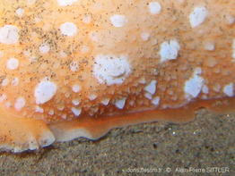armina_maculata-aps211