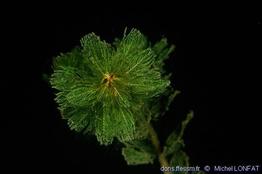 myriophyllum_sp-mlo-40