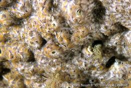 didemnum_coriaceum-vl1