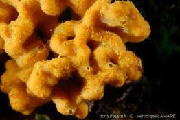 axinella_damicornis(5)