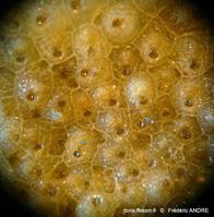 schizomavella_mamillata-fa64