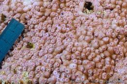 astreopora_myriophtalma-vl1