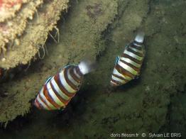 choerodon_fasciatus_slb8