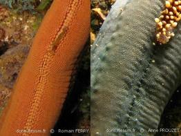linckia_guildingi_laevigata_rf_ap