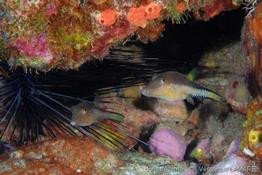 cantigaster_rostrata(6)