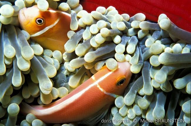 amphiprion_perideraion-mb1