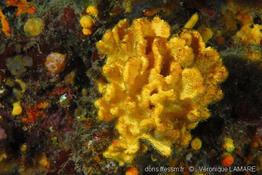 axinella_damicornis(3)
