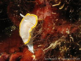 diaphorodoris_alba-aps120