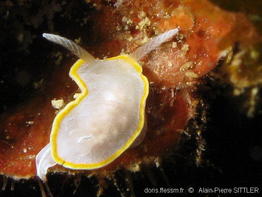 diaphorodoris_alba-aps129