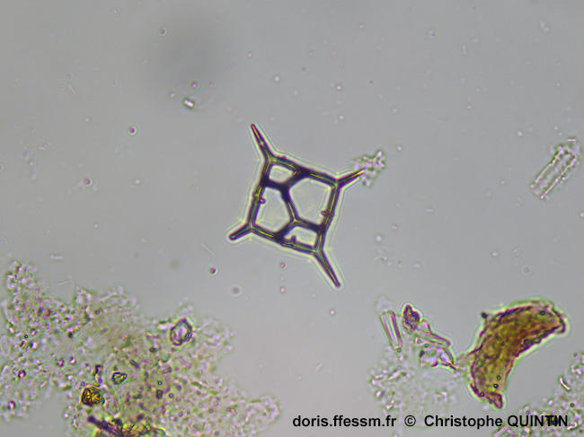 Dictyocha_fibula_qc_001