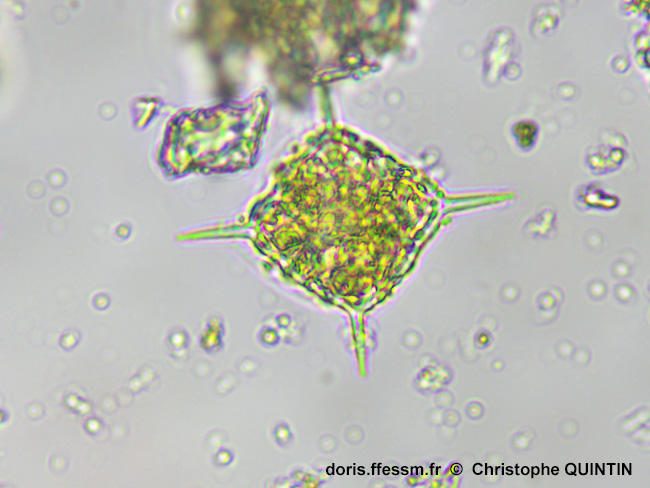 Dictyocha_fibula_qc_002