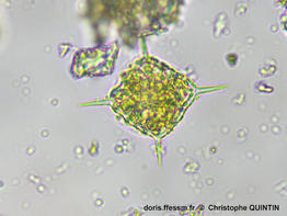 Dictyocha_fibula_qc_002
