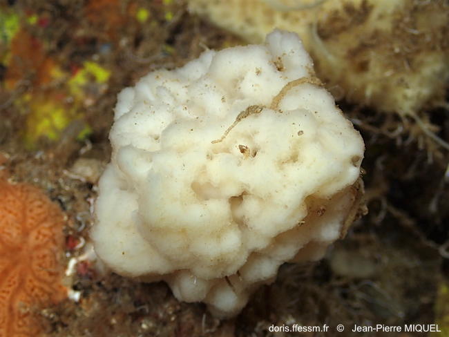 dictyonella_obtusa-jpm37