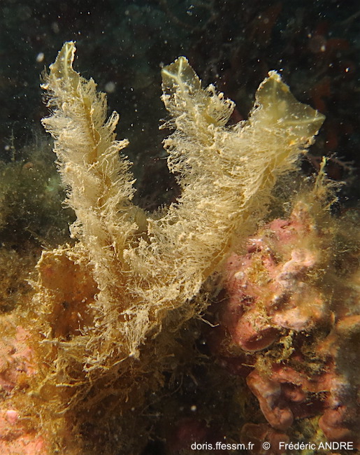 Fougère de mer de Méditerranée