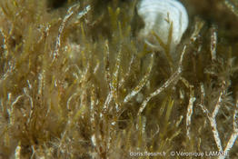 dictyota_fasciola-vl2