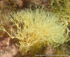 dictyota_fasciola-vl3