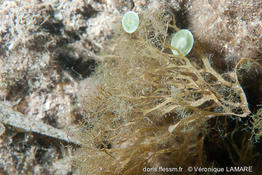 dictyota_fasciola-vl4