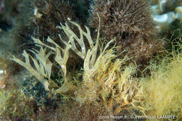 dictyota_fasciola-vl5