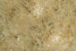 dictyota_fasciola-vl6