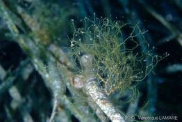 dictyota_implexa-vl1