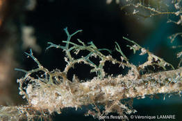 dictyota_implexa-vl5