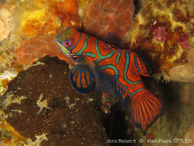 Poisson-mandarin