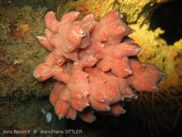 crella_elegans-aps202