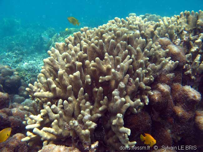 Corail poreux digitiforme