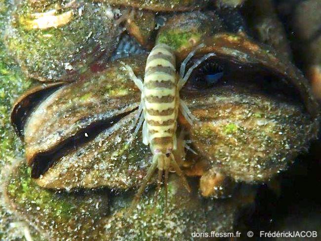 Dikerogammarus villosus-frja1