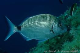 diplodus_sargus-9vl