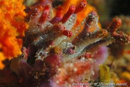 diplosoma_spongiforme-vl3