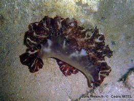 Discodoris_boholiensis-cemi2025