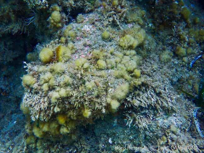 discosporangium_mesarthrocarpium-lc1