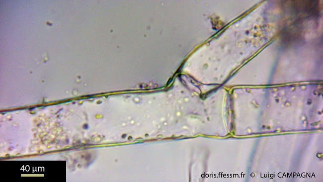 discosporangium_mesarthrocarpium-lc4