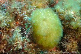 discosporangium_mesarthrocarpium-vl1