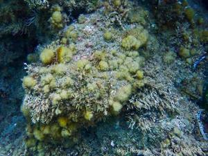 discosporangium_mesarthrocarpum-lc1