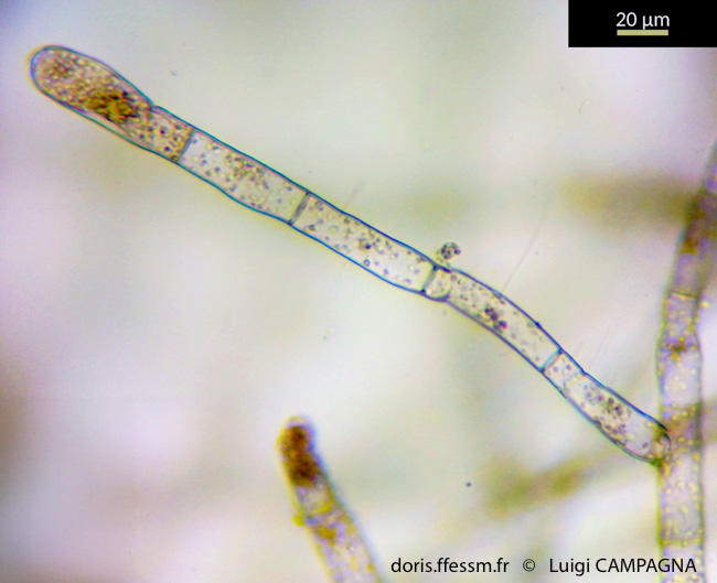 discosporangium_mesarthrocarpum-lc2