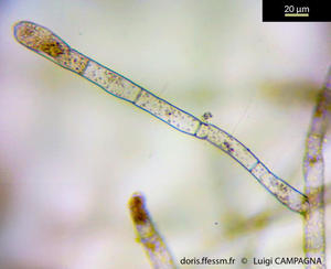 discosporangium_mesarthrocarpum-lc2